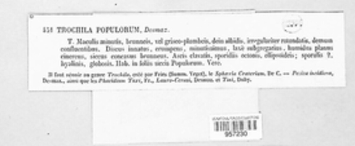 Trochila populorum image